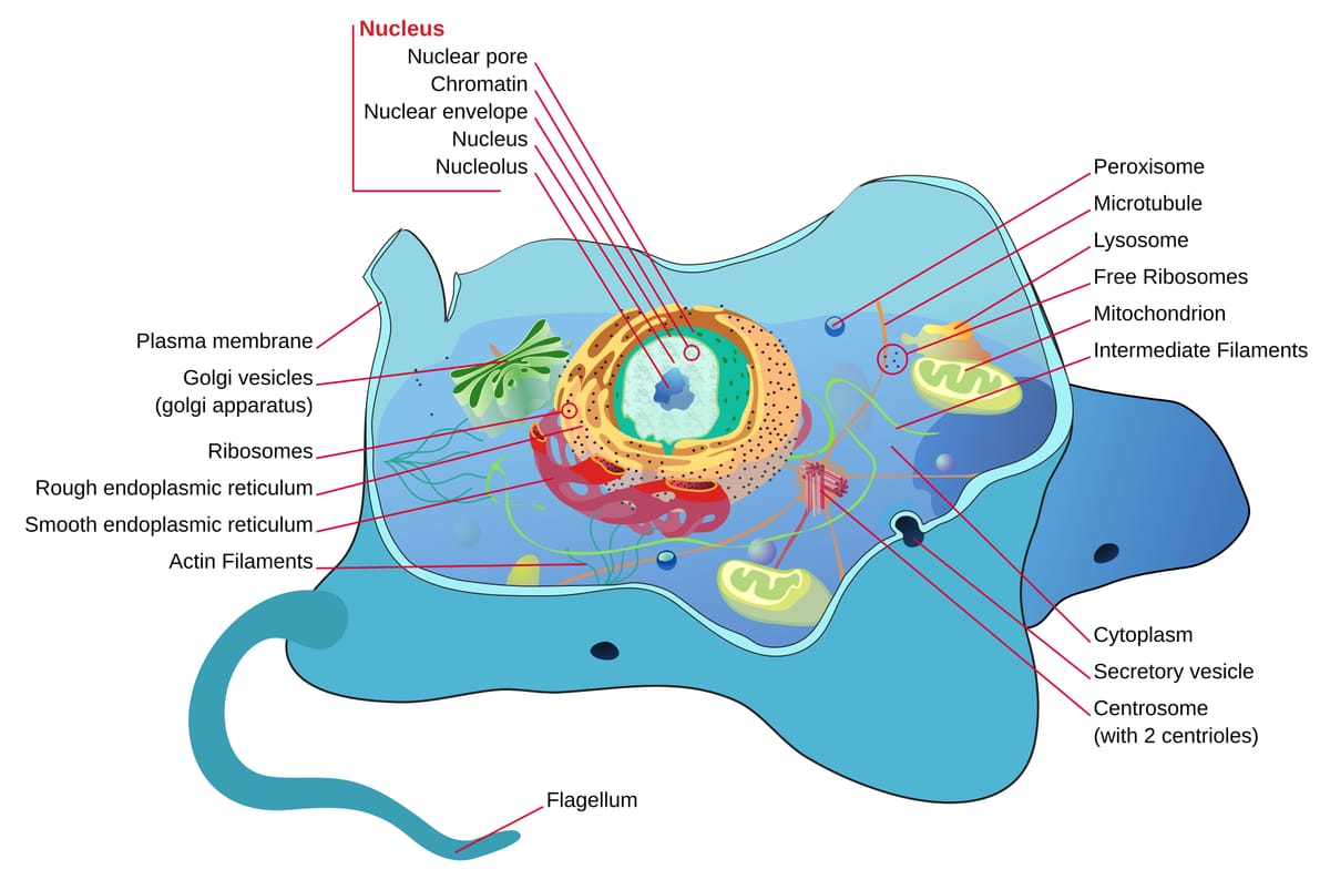 Labelled diagram of an animal cell showing the plasma membrane, nucleus with nucleolus, mitochondria, Golgi apparatus, rough and smooth endoplasmic reticulum, ribosomes, lysosome, centrosome and a flagellum