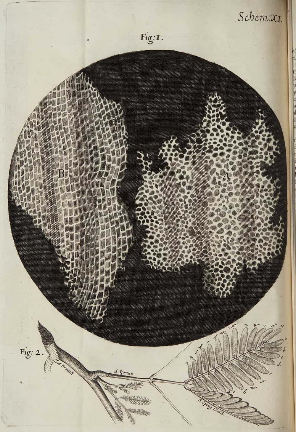 Old engraving: a dark round microscope view showing two slices of cork full of small box-like compartments, with a sprig of a plant drawn below