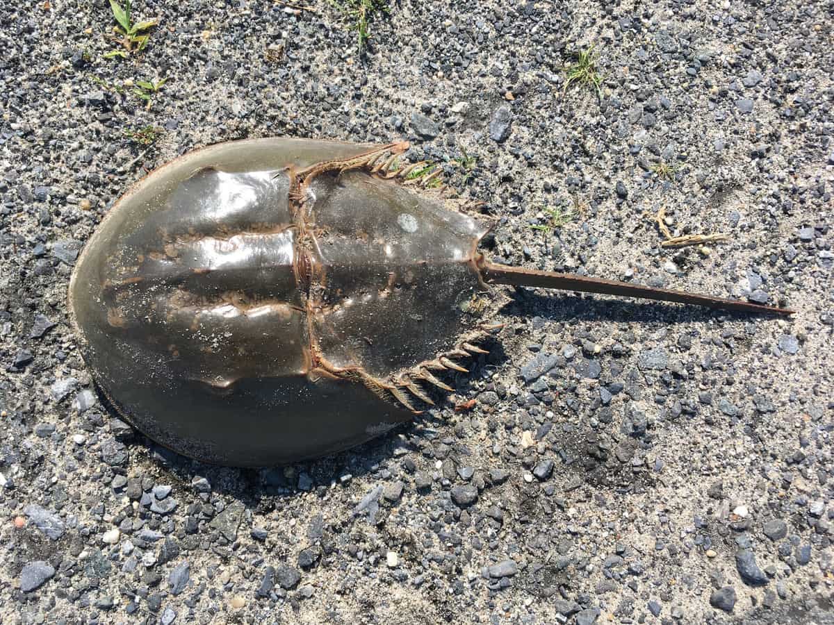 A horseshoe crab lying on gravel: a smooth brown dome-shaped shell, spines along the rear part and a long straight tail spike