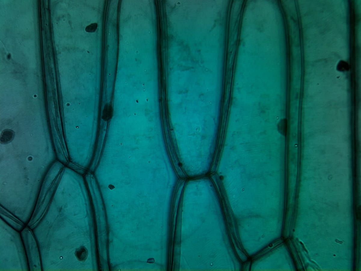Microscope view of long, brick-like onion cells with clear dark walls between them and small dark dots for nuclei
