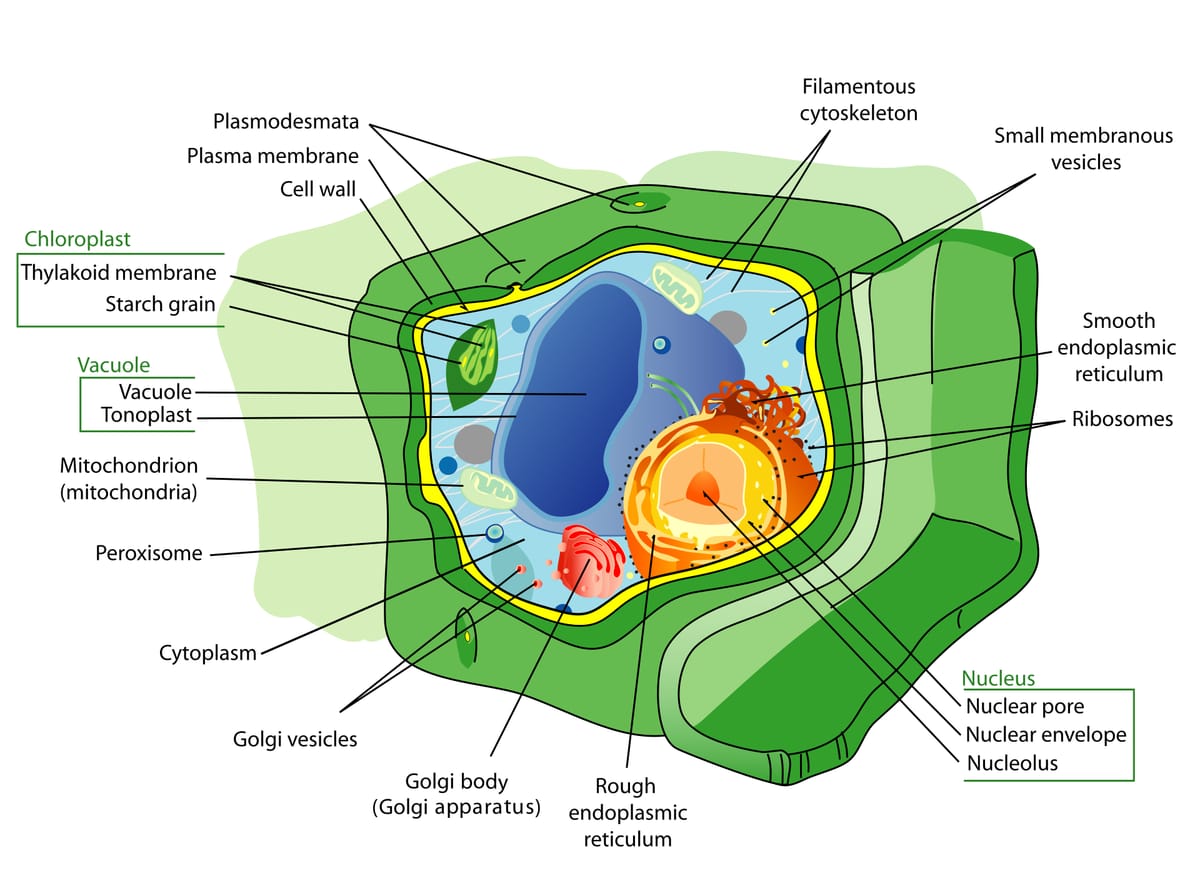 Labelled diagram of a plant cell with a thick green cell wall, plasma membrane, a large central vacuole, a chloroplast, mitochondria, nucleus and Golgi body