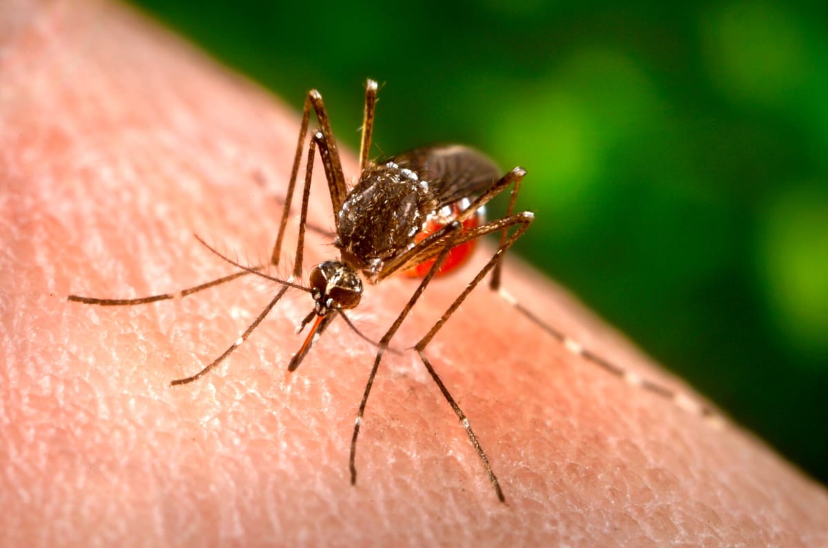 Close-up of a dark mosquito with white-banded legs biting human skin, its belly red with blood