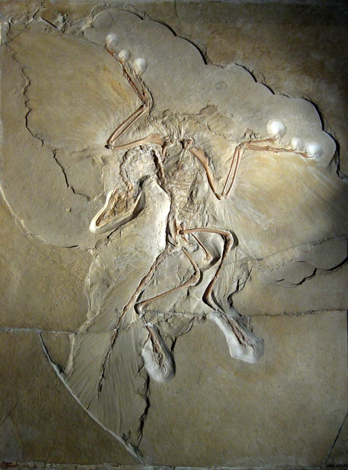 A fossil skeleton pressed into pale limestone, with spread wings showing feather marks, a long bony tail and a small skull