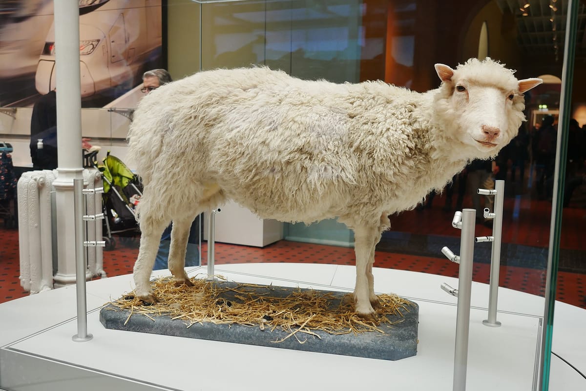 A stuffed white sheep standing on a straw-covered stand inside a glass case at a museum