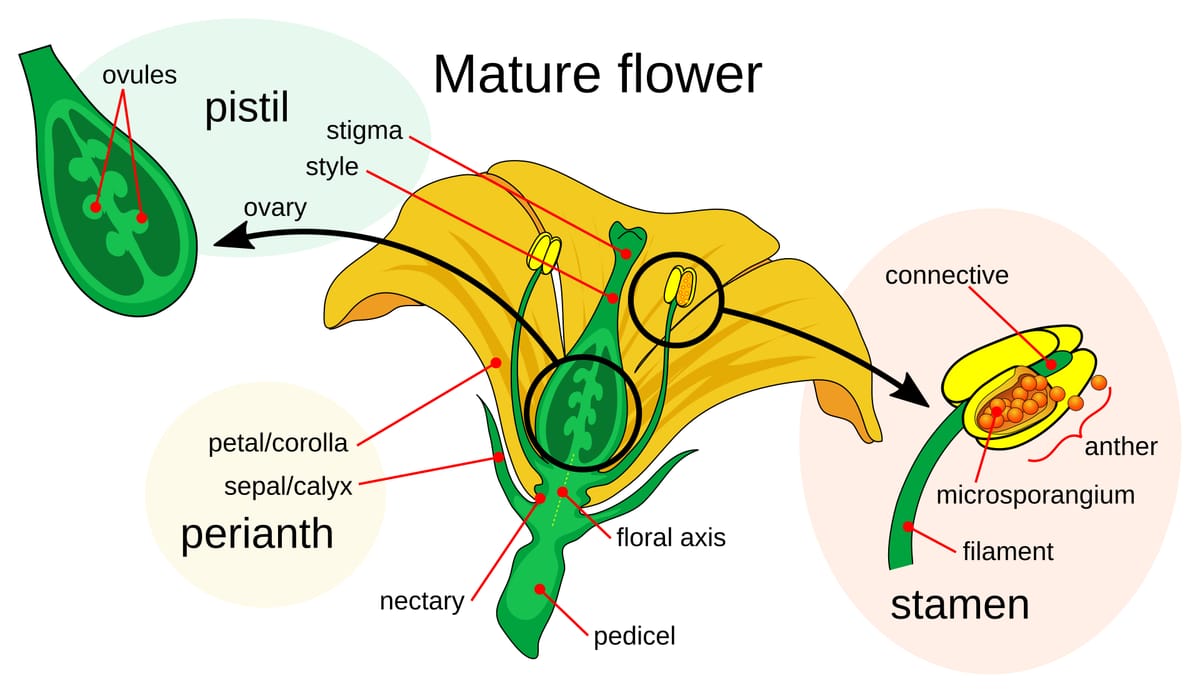 Labelled diagram of a mature flower: petals and sepals around the centre, a pistil with stigma, style and an ovary holding ovules, and stamens with anther and filament