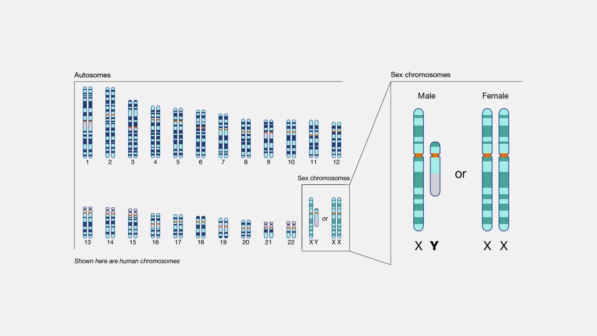 Diagram of human chromosomes: 22 numbered pairs of autosomes in two rows, and the sex chromosomes shown as XY for a male and XX for a female