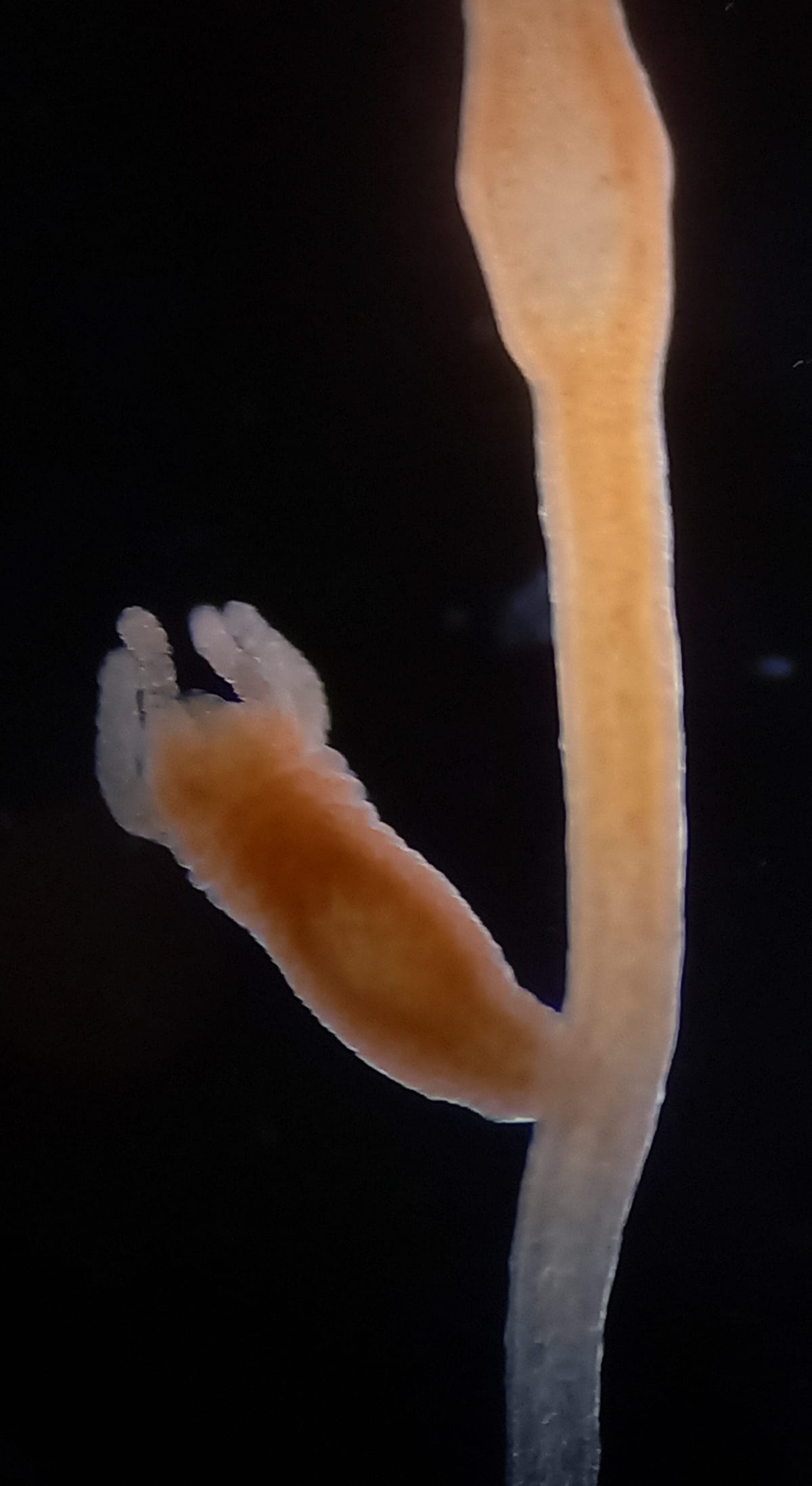 Microscope photo on a black background: a long pale hydra with a smaller brown hydra, with its own short tentacles, growing out of its side