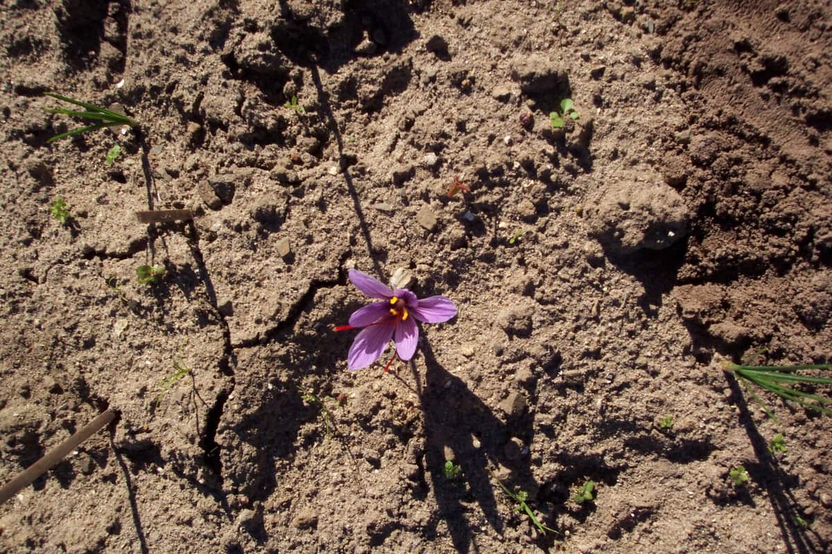 A single purple saffron crocus flower growing in dry soil, with thin red threads, the stigmas, hanging out beside its yellow anthers