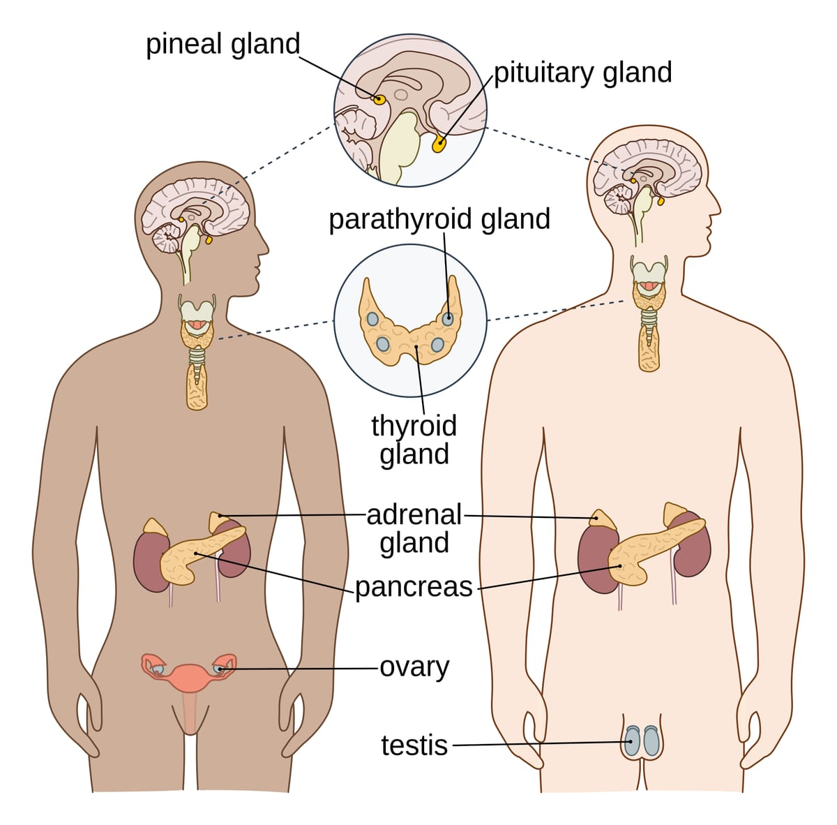 Outline drawings of a woman and a man with the endocrine glands marked: pineal and pituitary in the brain, thyroid and parathyroid in the neck, adrenal glands, pancreas, ovary and testis