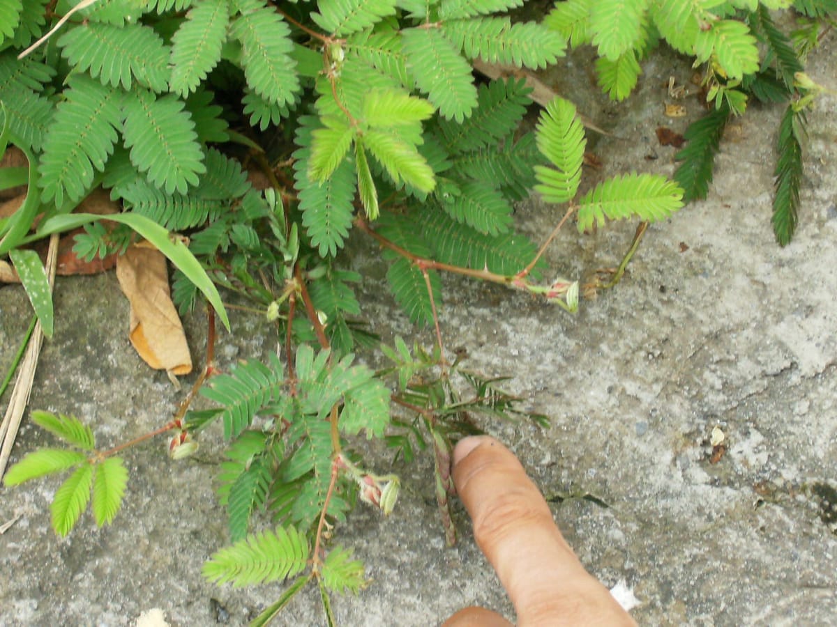 A finger touching a low touch-me-not plant with feathery leaves; some leaflets near the finger are folded shut