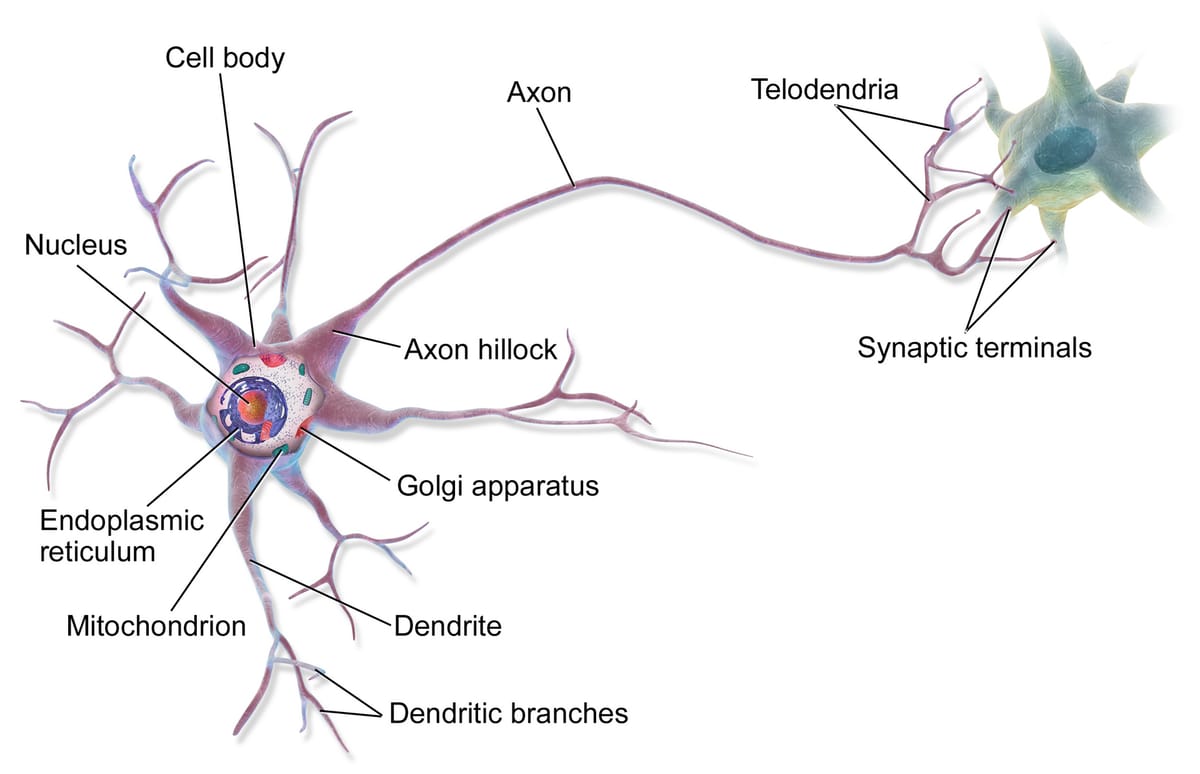 Labelled 3D drawing of a nerve cell: a cell body with nucleus, branching dendrites, one long axon, and synaptic terminals touching the next cell