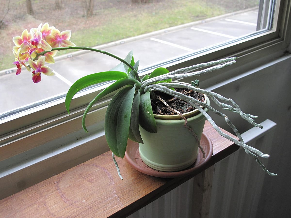A potted orchid on a windowsill whose flower stalk and leaves all lean towards the window glass