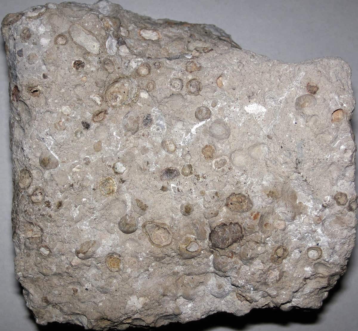 A pale grey-brown rock full of small round grains and pebbles