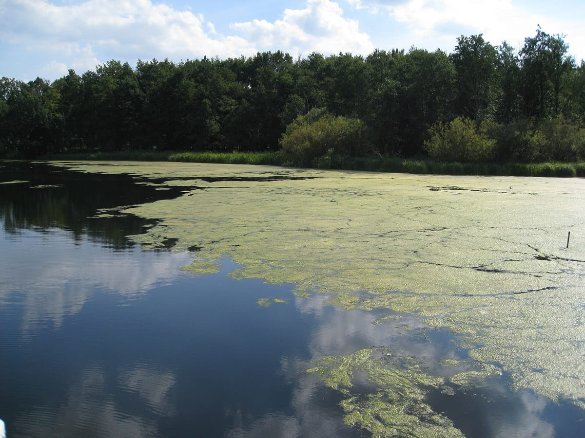 A thick green mat of algae floating over most of a lake, with trees on the far shore