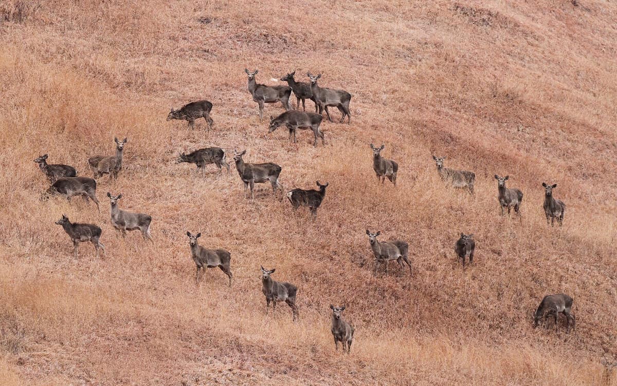 A herd of about two dozen grey-brown deer standing on a dry grassy hillside