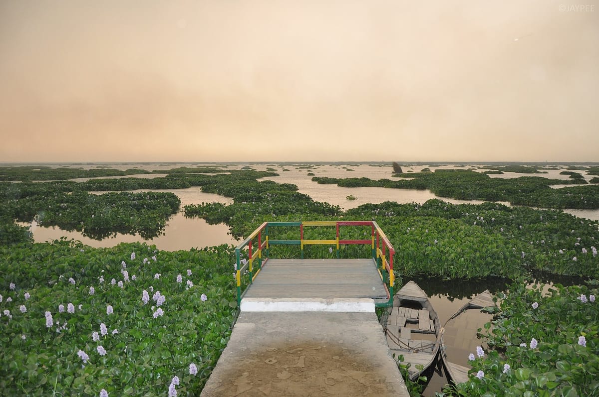 Open water and floating water-hyacinth plants with purple flowers at Harike wetland, with a small wooden jetty and boats