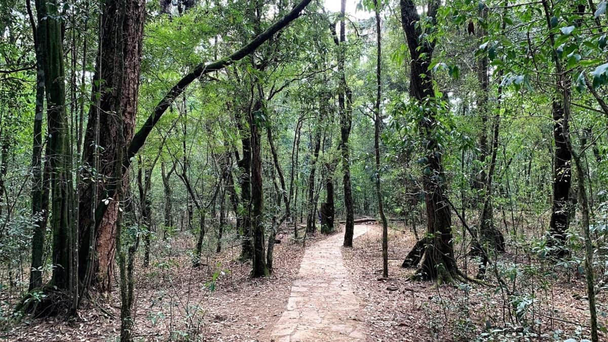 A stone path running through a thick, shady forest of tall old trees