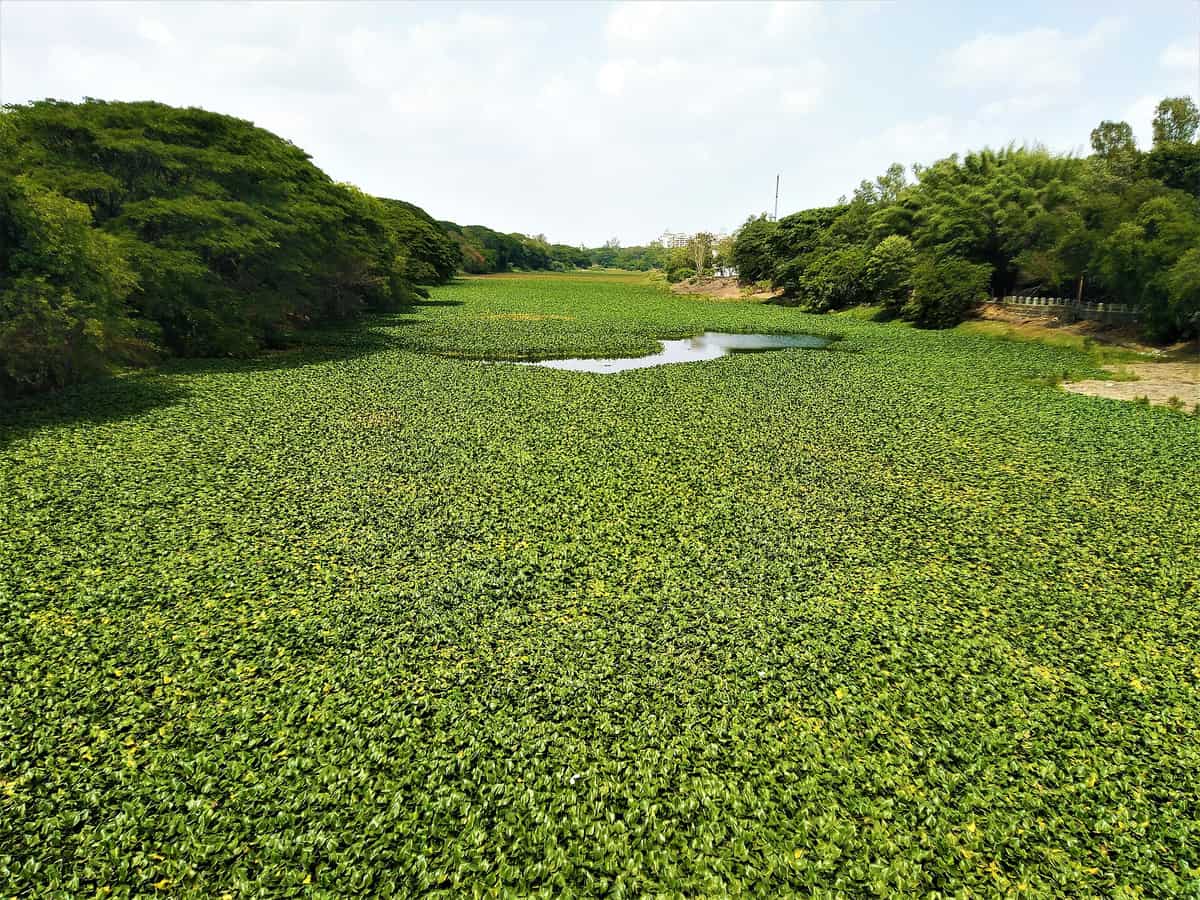 A river completely covered from bank to bank by green water-hyacinth plants