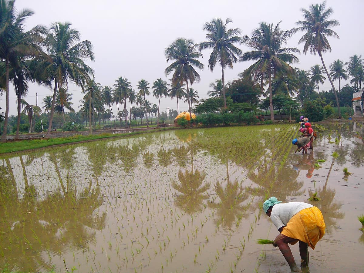 Farm workers bending in a flooded field, pushing rows of young green rice plants into the mud, with coconut palms behind