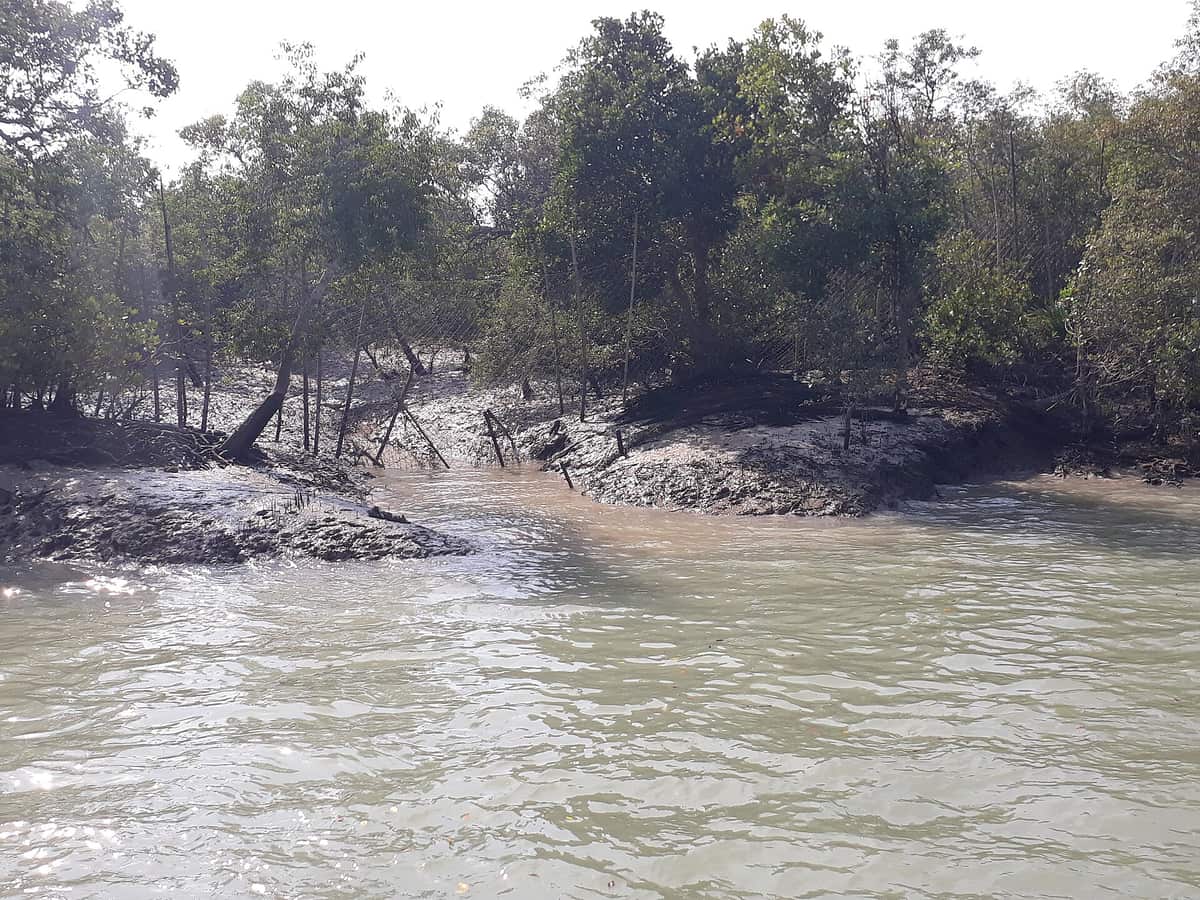A muddy tidal creek with grey mud banks and a dense line of mangrove trees behind, under a hazy sky
