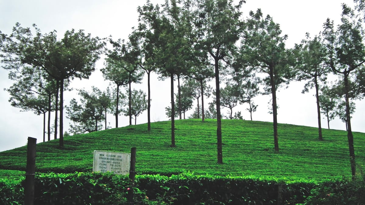 A rounded hill covered in neatly clipped green tea bushes, with tall thin shade trees standing among them