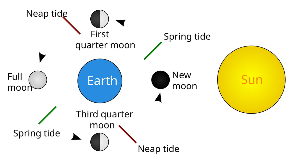 Diagram of the Earth with the Sun on the right and the Moon shown in four places: new moon and full moon in line with the Sun marked spring tide, first and third quarter moons at right angles marked neap tide
