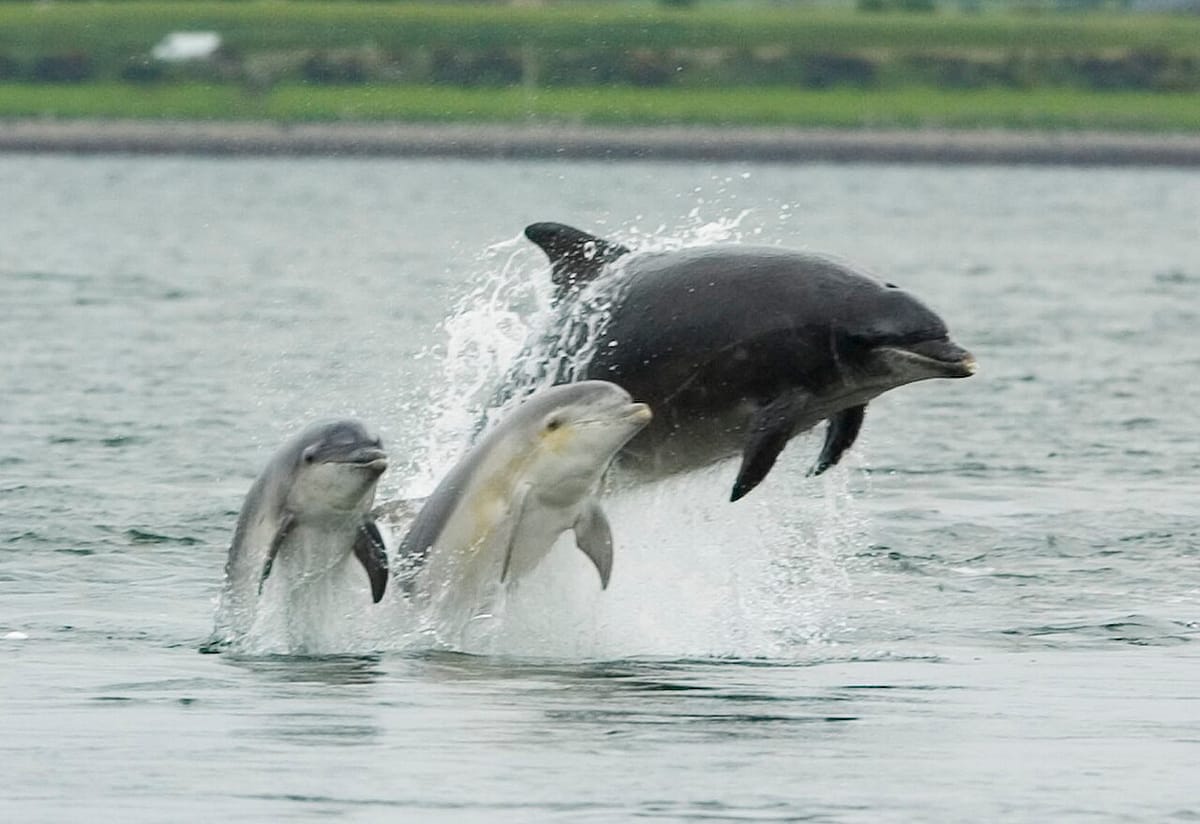 An adult dolphin and two young dolphins leaping out of grey sea water together