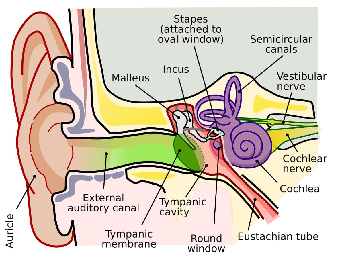 Labelled cut-away diagram of the human ear showing the auricle, ear canal, eardrum, three small bones, cochlea and nerves