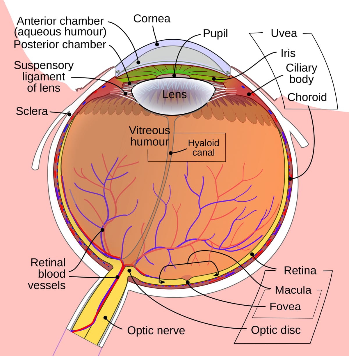 Labelled cross-section of the human eyeball showing cornea, pupil, iris, lens, ciliary body, retina, fovea and optic nerve