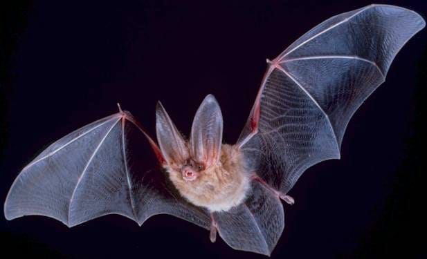 A brown bat with very large ears flying with its thin wings spread, against a black night background