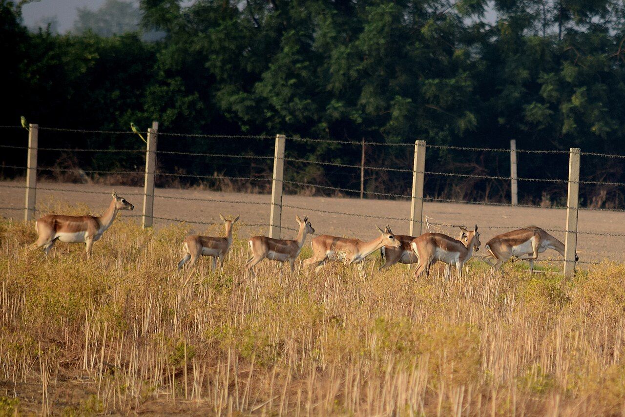 A herd of blackbuck running through dry grass beside fields