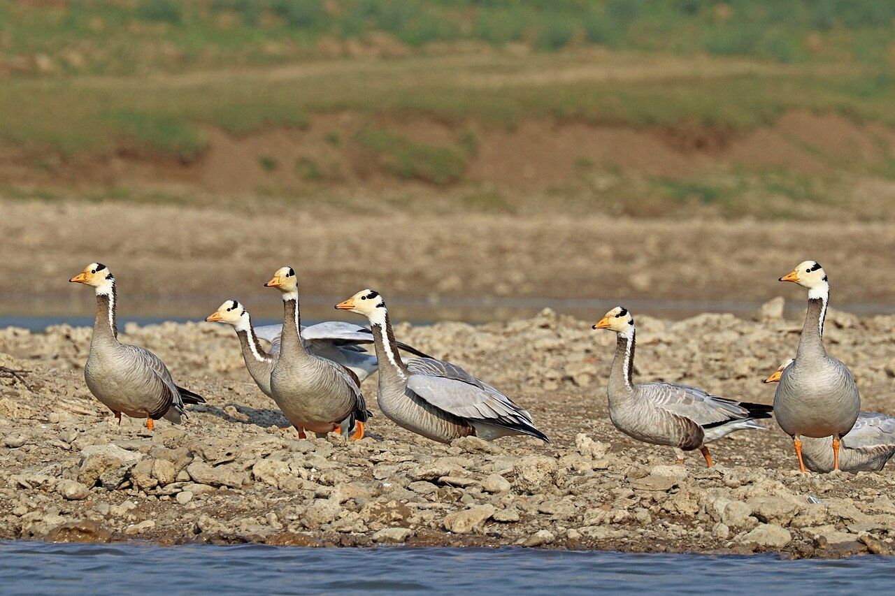 A small flock of grey-and-white bar-headed geese standing on a stony river bank