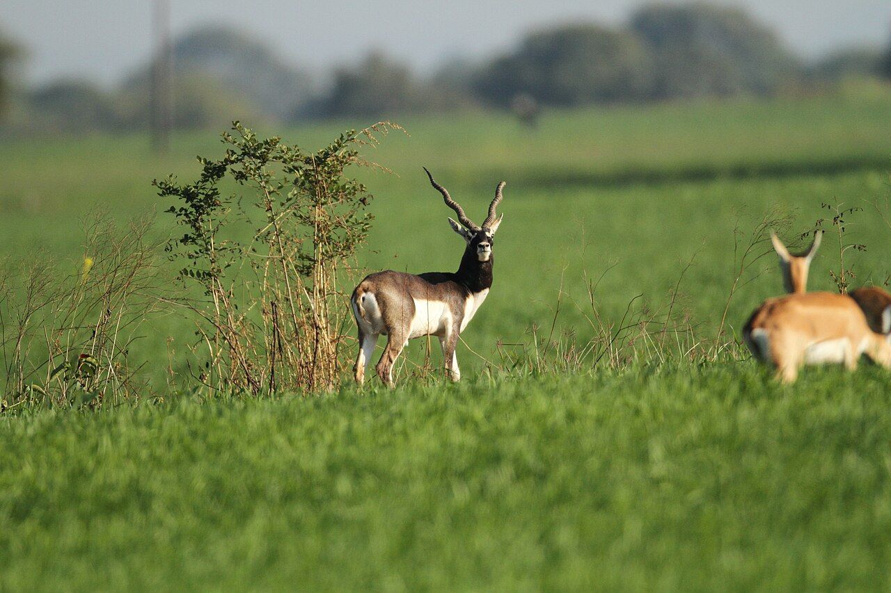 A male blackbuck with long spiral horns standing in a green field