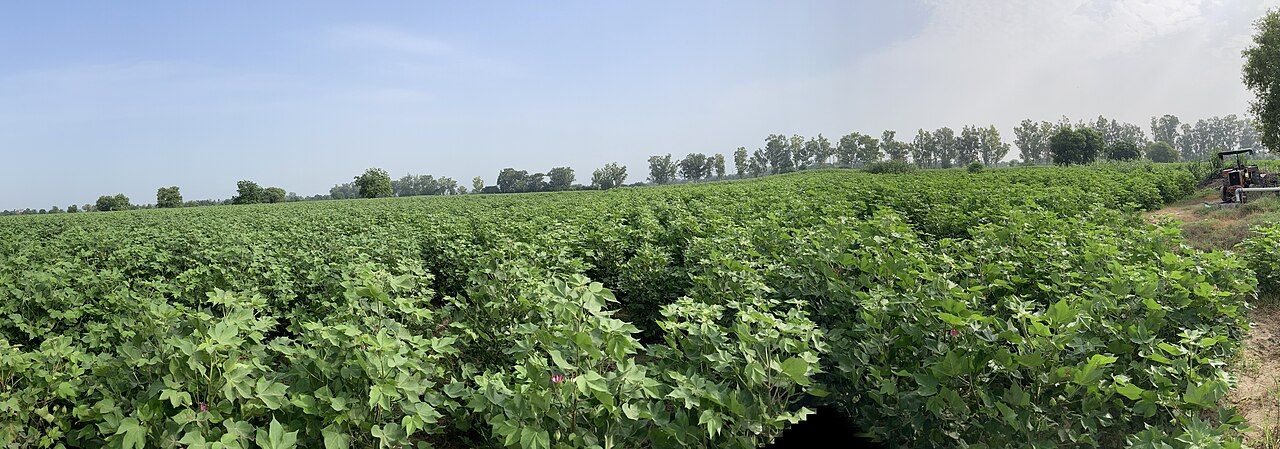 Rows of green cotton plants on a flat farm