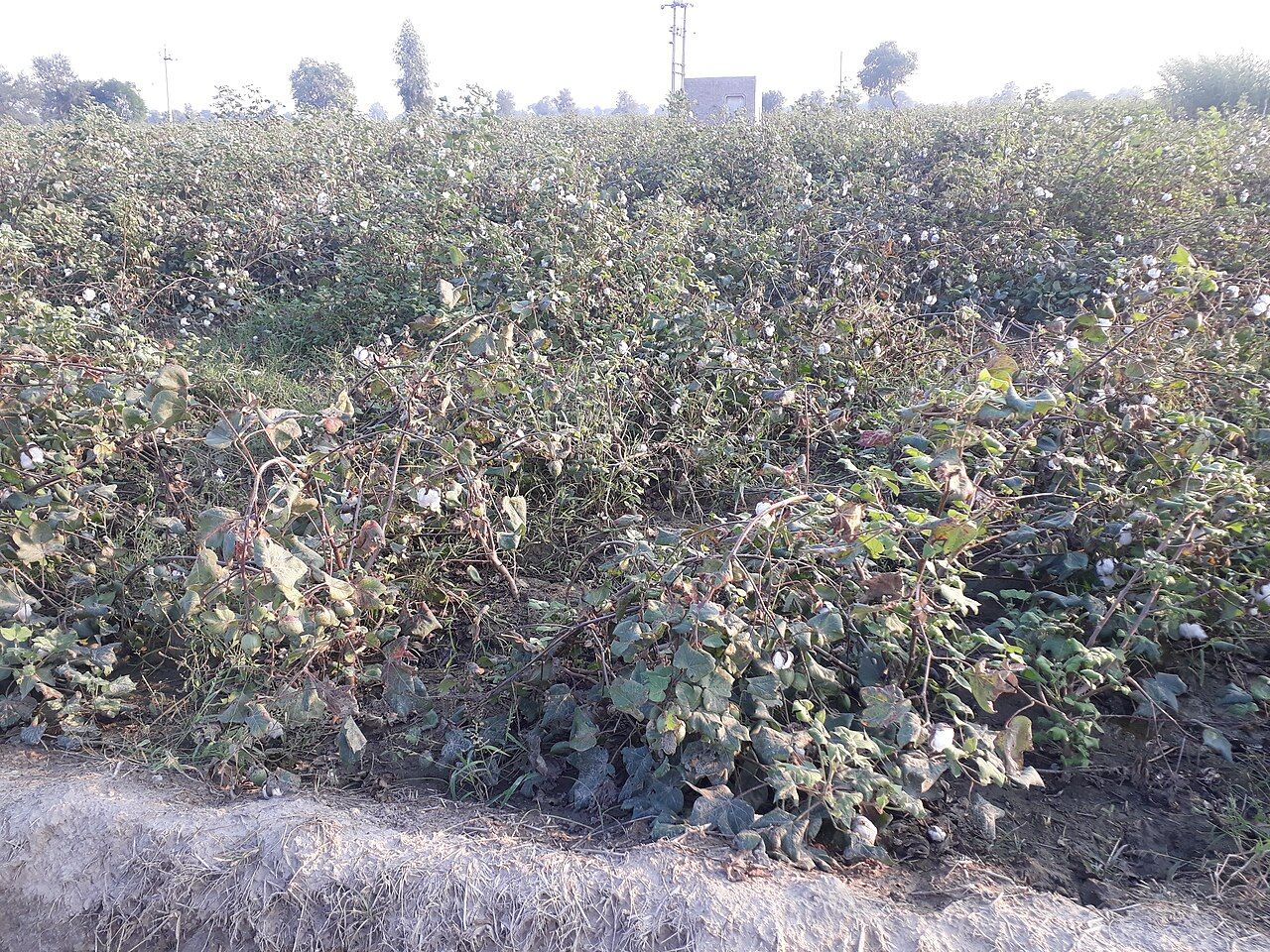 Cotton plants with open white bolls in a field