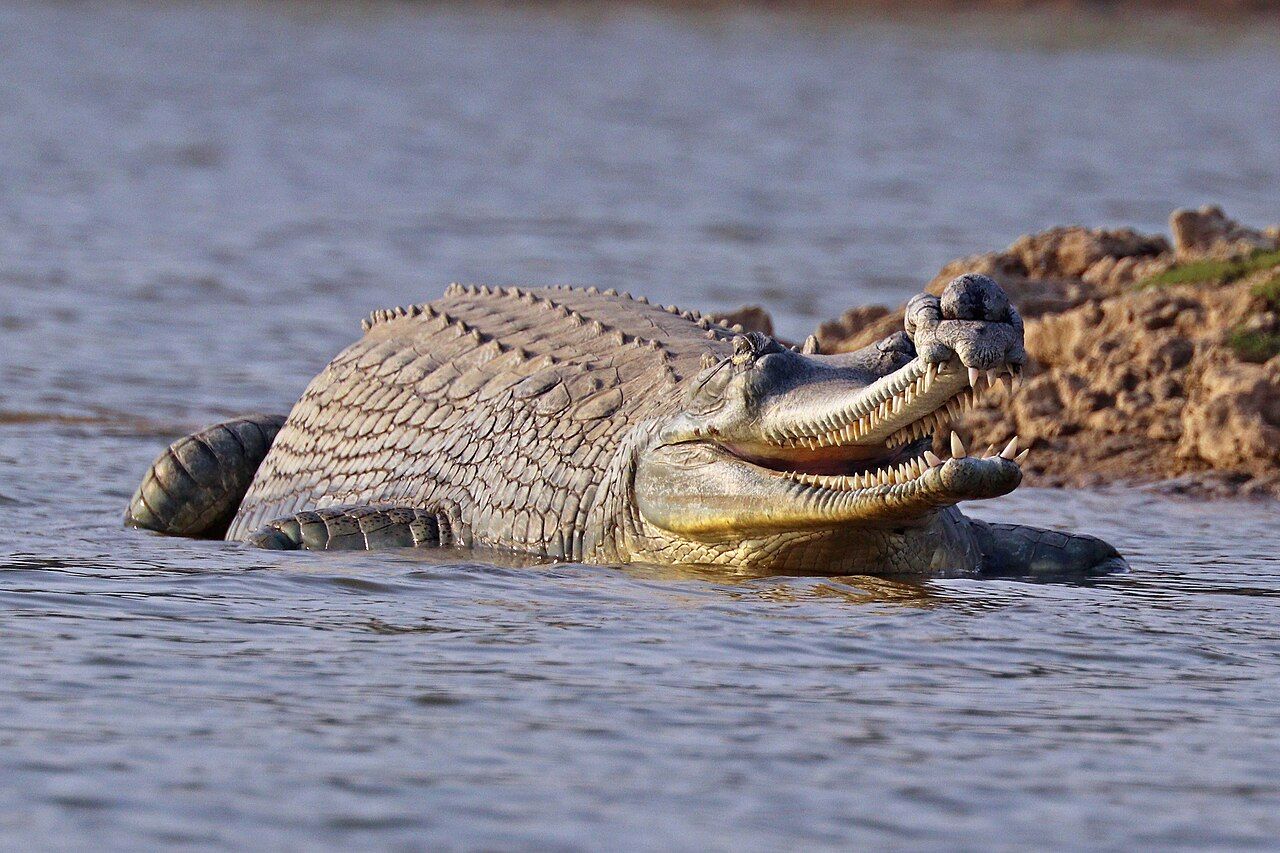 A gharial with its long thin snout resting in shallow water