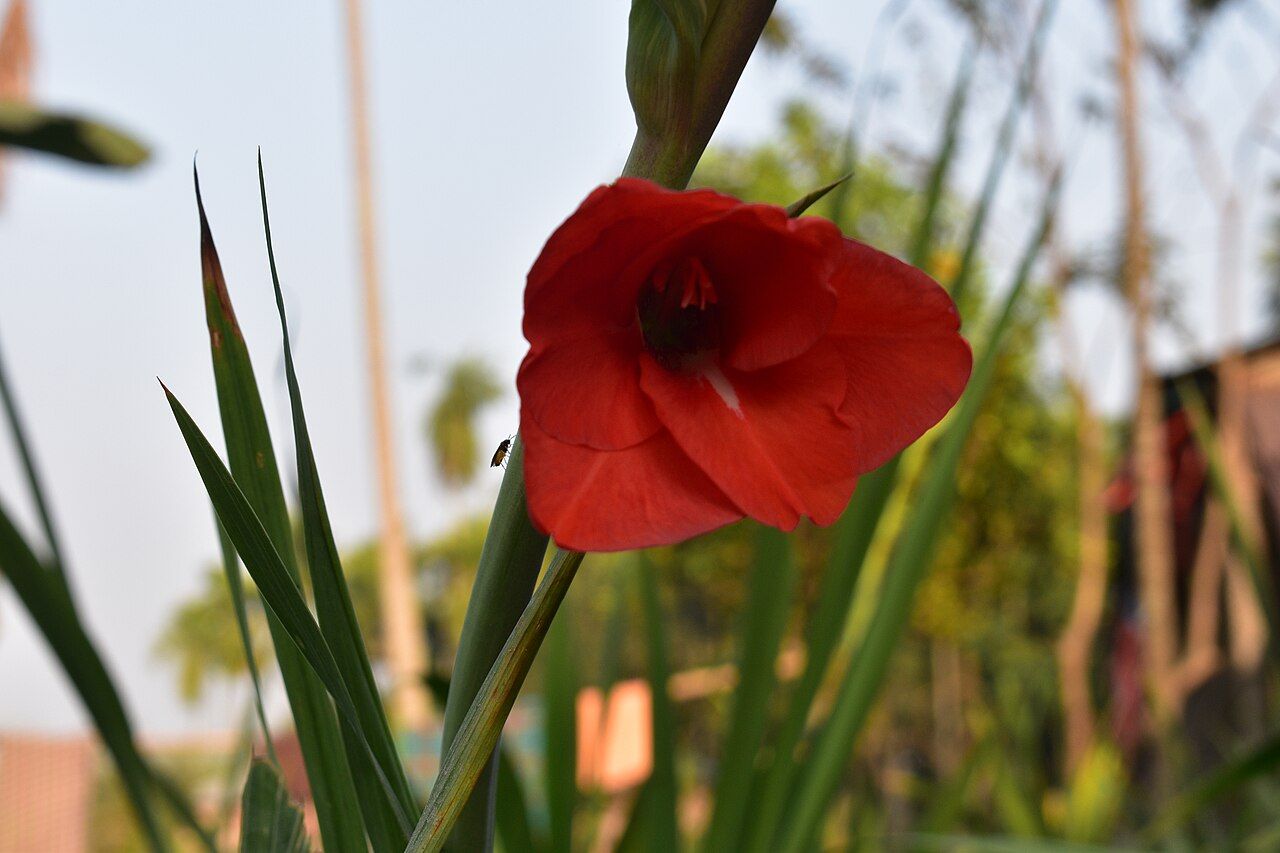 A single red gladiolus flower among sword-shaped leaves