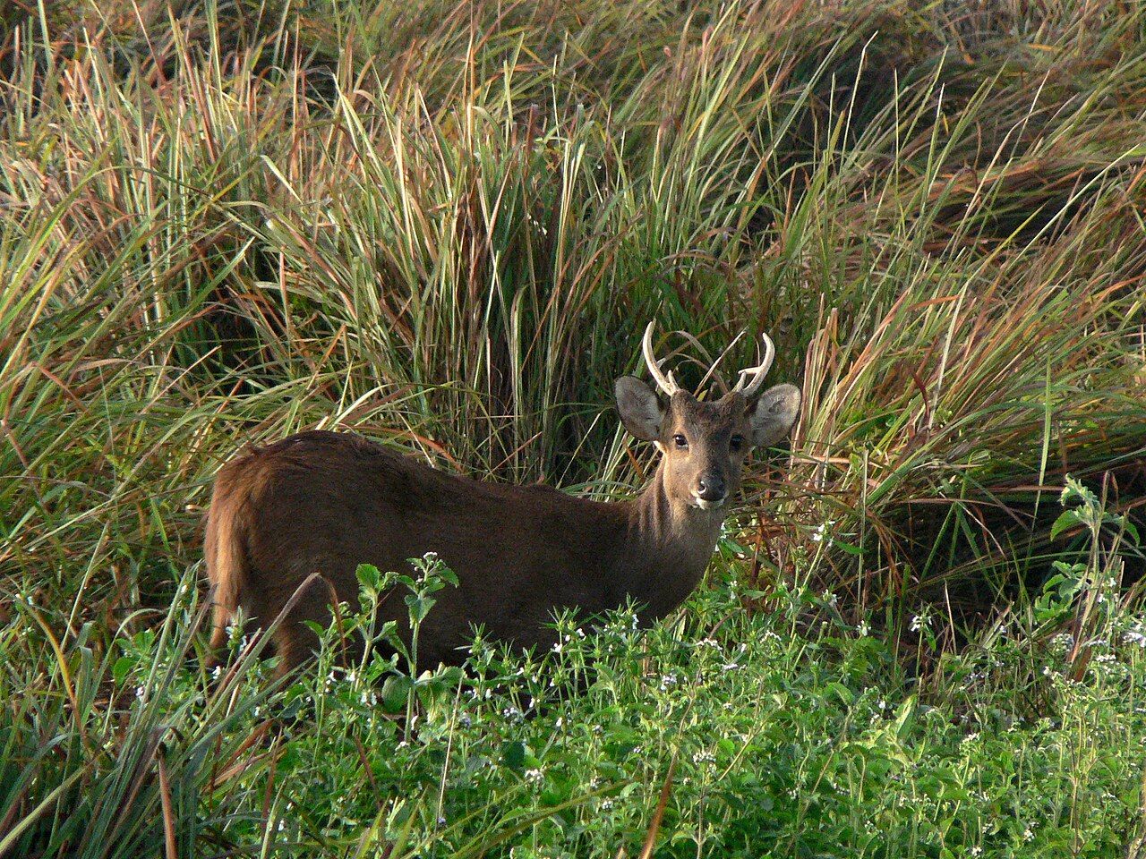A hog deer standing in tall grass