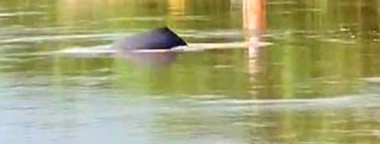 The back and fin of an Indus river dolphin breaking the surface of the water