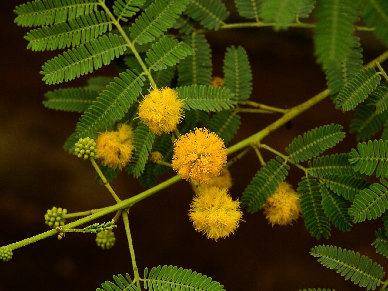 Close-up of a kikar branch with feathery leaves and round yellow flower balls