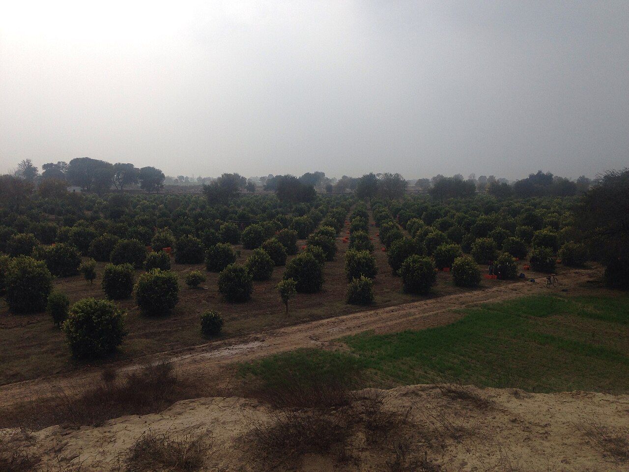 Rows of kinnow trees in an orchard, with a wheat field in front