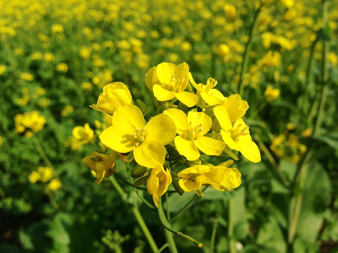 Bright yellow mustard flowers in a field