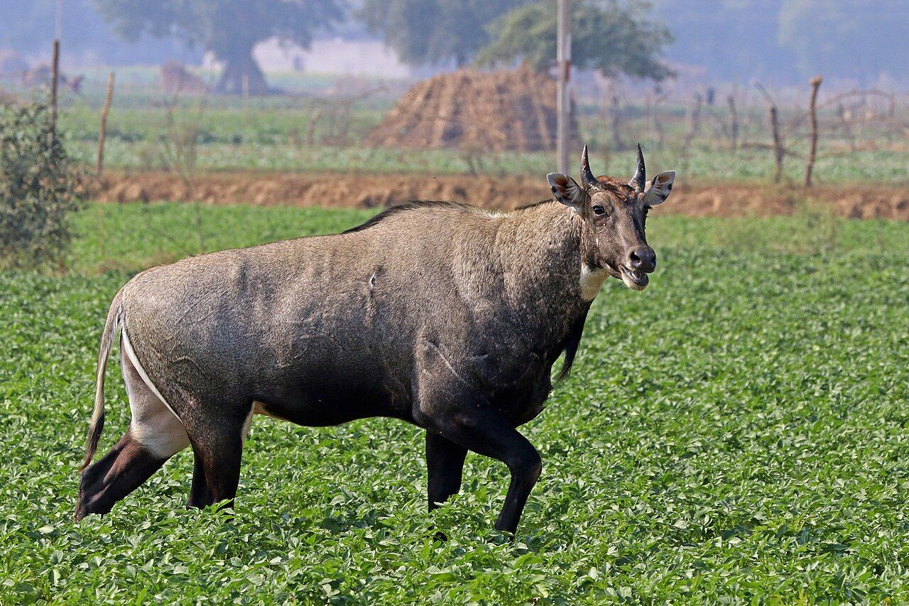 A grey-blue male nilgai standing in a green field