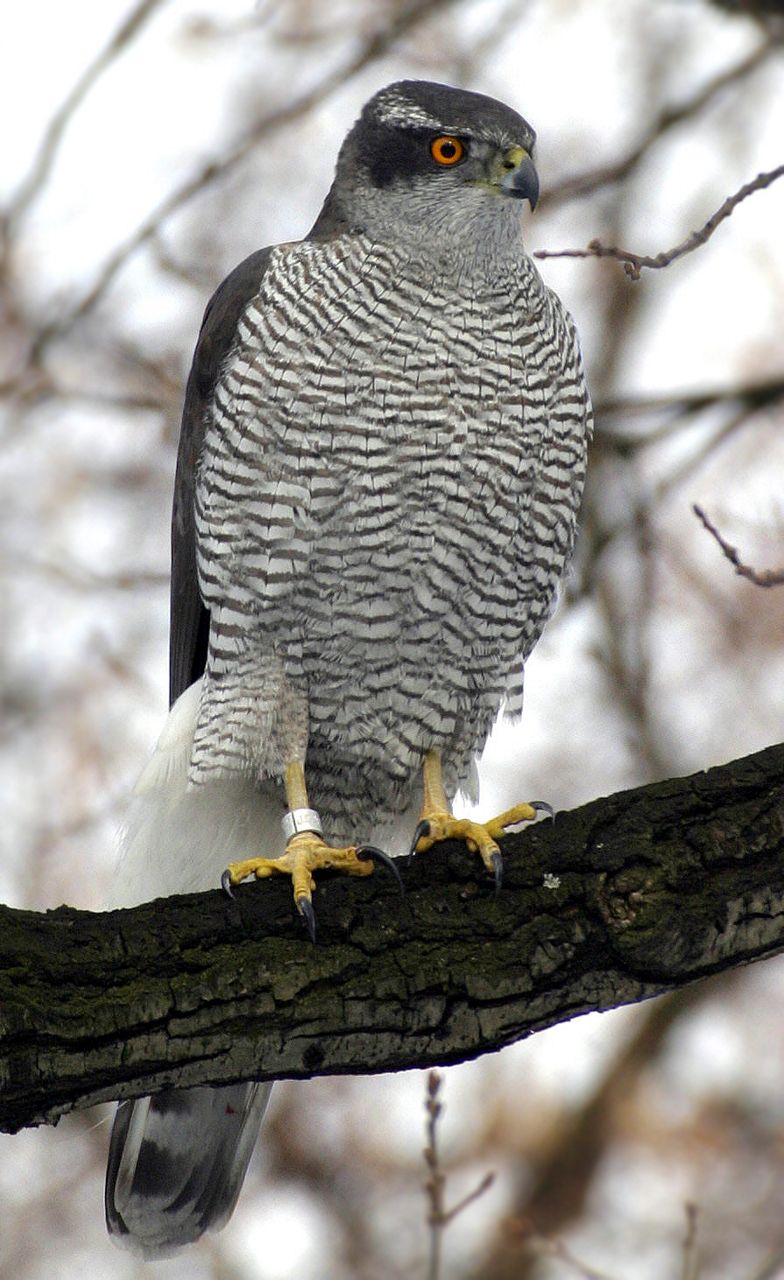 A grey-barred northern goshawk with red eyes perched on a branch