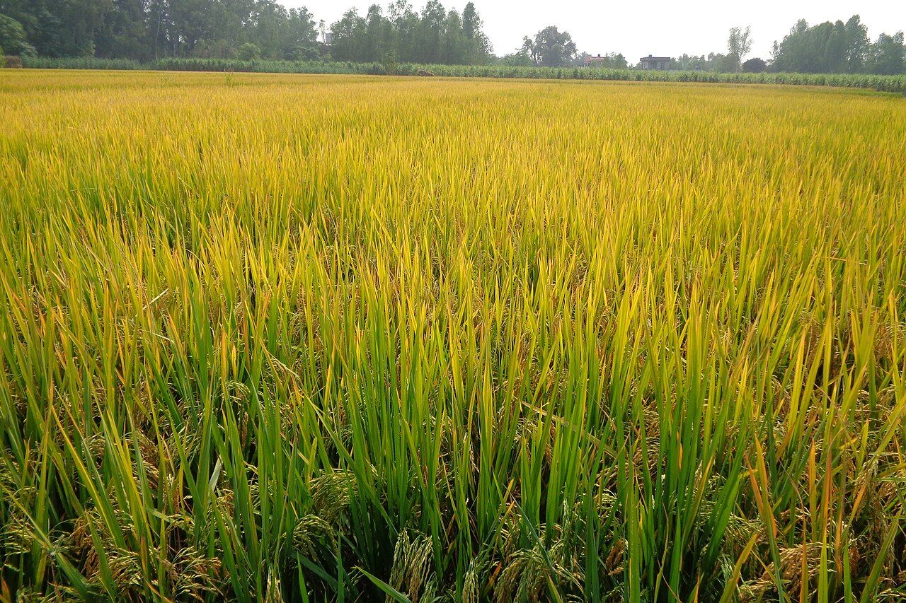 A wide paddy field turning golden before harvest, Punjab