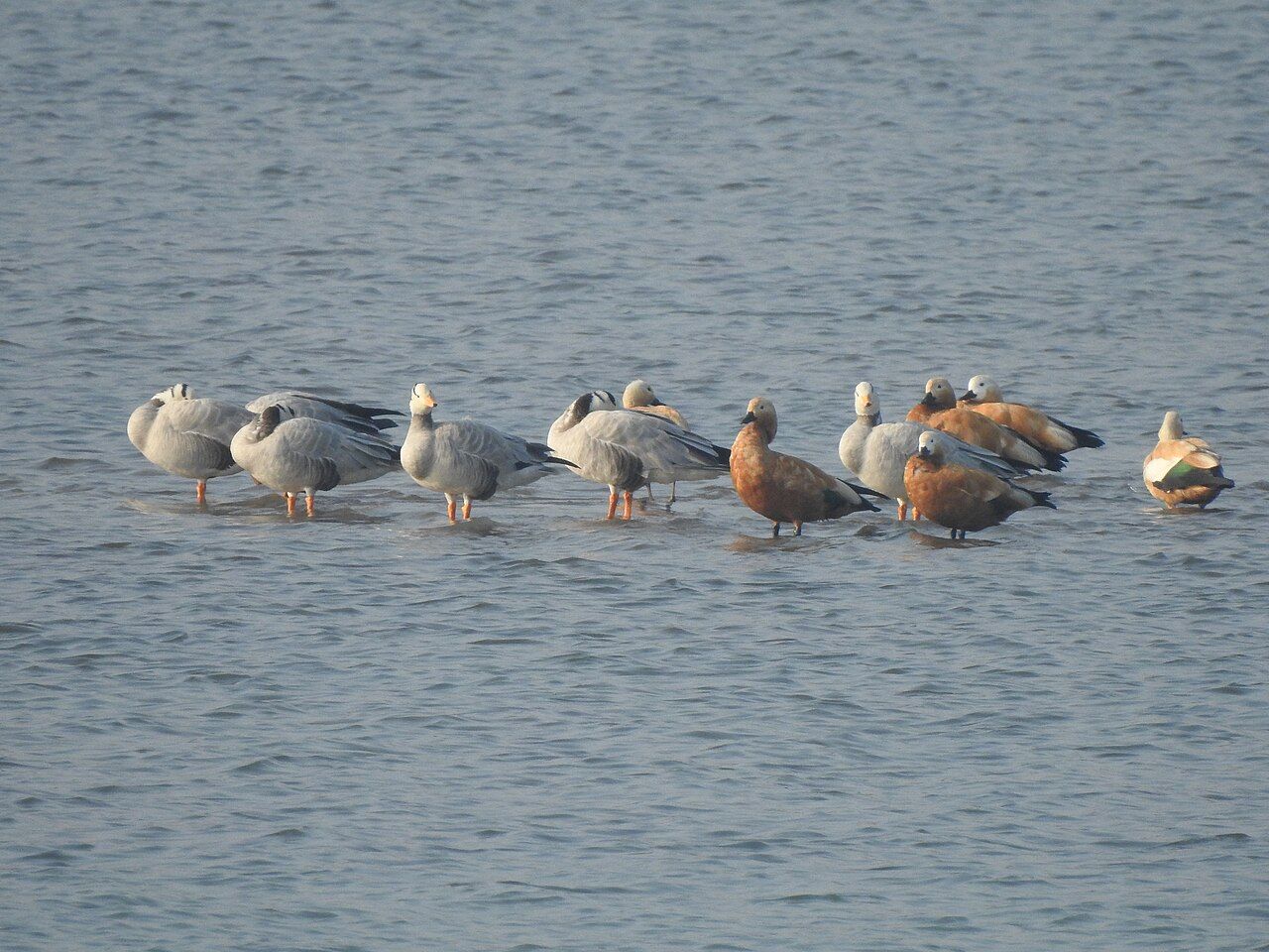 Migratory ducks and geese resting in the shallow water of Ropar wetland