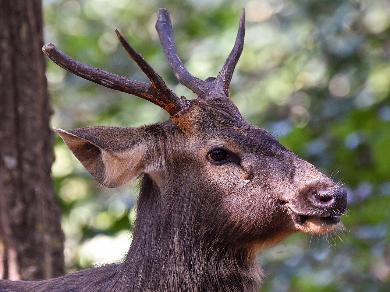 Head of a male sambar deer with branched antlers