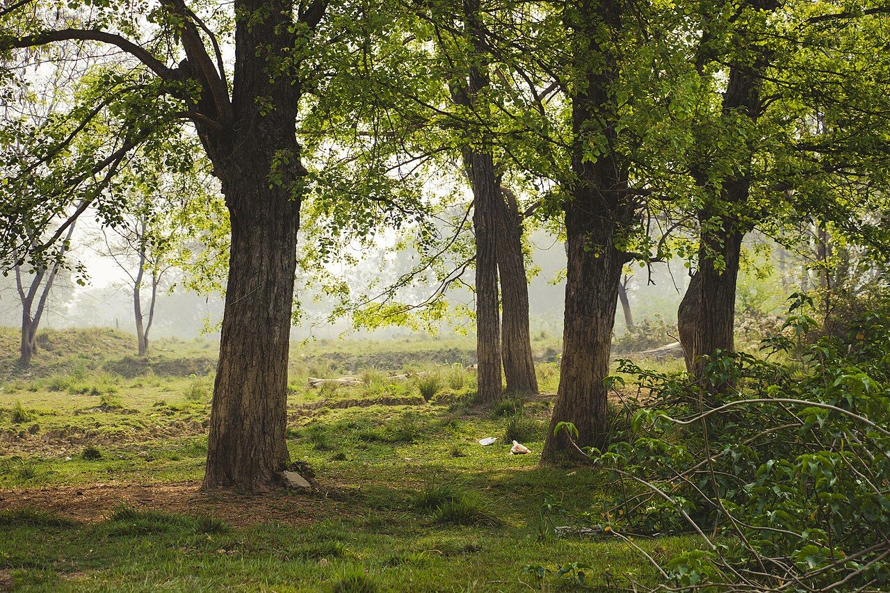 A grove of tall shisham trees on green grass
