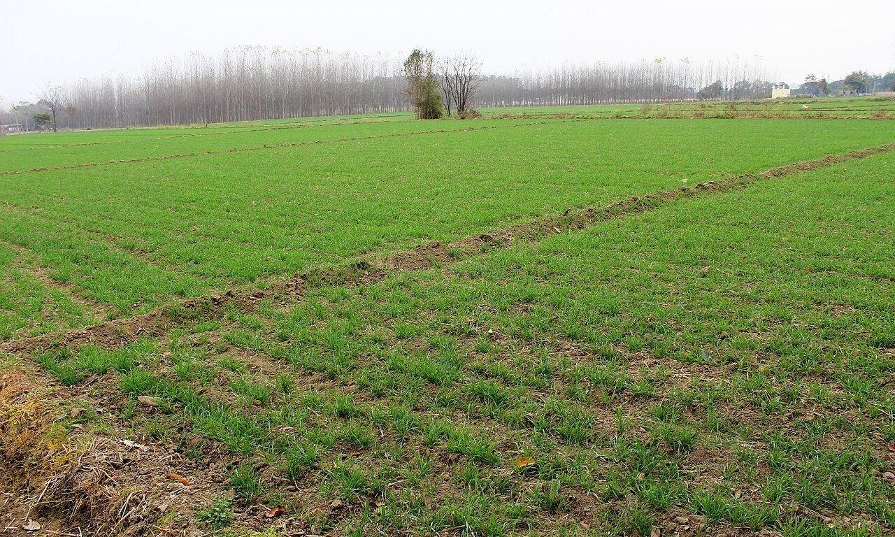 A flat green wheat field stretching to a line of trees